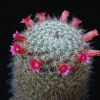 Vai alla scheda di Mammillaria hubertmulleri v. minor