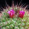 Vai alla scheda di Mammillaria huiguerensis