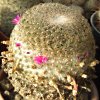 Vai alla scheda di Mammillaria huitzilopochtli