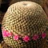 Vai alla scheda di Mammillaria huitzilopochtli f. matampba