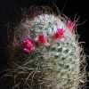 Vai alla scheda di Mammillaria huitzilopochtli ssp. niduliformis