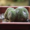 Vai alla scheda di Mammillaria huitzilopochtli v. coyopoliana