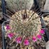 Vai alla scheda di Mammillaria huitzilopochtli v. imperialis