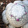 Vai alla scheda di Mammillaria humboldtii