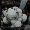 Vai alla scheda di Mammillaria humboldtii f. queretaro