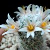 Vai alla scheda di Mammillaria hutchisoniana