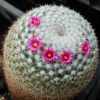 Vai alla scheda di Mammillaria ignota