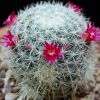 Vai alla scheda di Mammillaria igualensis