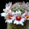 Vai alla scheda di Mammillaria inaiae