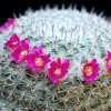 Vai alla scheda di Mammillaria infernillensis