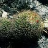 Vai alla scheda di Mammillaria ingens