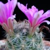 Vai alla scheda di Mammillaria insularis