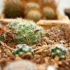 Vai alla scheda di Mammillaria insularis forma