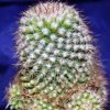 Vai alla scheda di Mammillaria isotensis