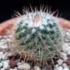 Vai alla scheda di Mammillaria iwersiana