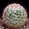 Vai alla scheda di Mammillaria jaliscana