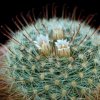 Vai alla scheda di Mammillaria jaliscana ssp. zacatecasensis