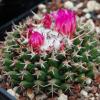 Vai alla scheda di Mammillaria jalpamensis