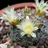 Vai alla scheda di Mammillaria johnstonii