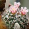 Vai alla scheda di Mammillaria johnstonii v. guaymensis