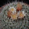 Vai alla scheda di Mammillaria johnstonii v. sancarlensis