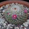 Vai alla scheda di Mammillaria juxtlahuacensis