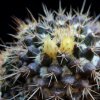 Vai alla scheda di Mammillaria karwinskiana ssp. beiselii