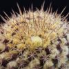 Vai alla scheda di Mammillaria karwinskiana ssp. beiselii f. arteaga