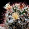 Vai alla scheda di Mammillaria karwinskiana ssp. collinsii