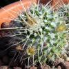 Vai alla scheda di Mammillaria karwinskiana ssp. nejapensis