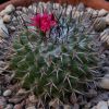 Vai alla scheda di Mammillaria kelleriana