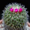 Vai alla scheda di Mammillaria kewensis