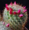 Vai alla scheda di Mammillaria kladiwae