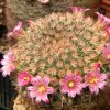 Vai alla scheda di Mammillaria kleiniorum