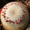 Vai alla scheda di Mammillaria klissingiana