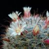 Vai alla scheda di Mammillaria knebeliana