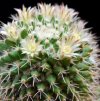 Vai alla scheda di Mammillaria knippeliana