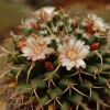 Vai alla scheda di Mammillaria krameri