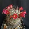 Vai alla scheda di Mammillaria krassuckae