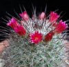 Vai alla scheda di Mammillaria krasuckae