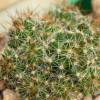 Vai alla scheda di Mammillaria kuentziana