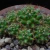 Vai alla scheda di Mammillaria kuentziana forma