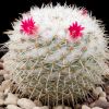 Vai alla scheda di Mammillaria kunthii