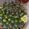 Vai alla scheda di Mammillaria kunzeana