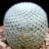 Vai alla scheda di Mammillaria lanata