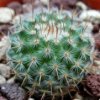 Vai alla scheda di Mammillaria lanigera