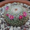 Vai alla scheda di Mammillaria lanigera v. juxtlahuacensis