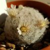 Vai alla scheda di Mammillaria lasiacantha