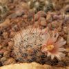 Vai alla scheda di Mammillaria lasiacantha ssp. viescensis f. diablensis