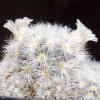 Vai alla scheda di Mammillaria laui